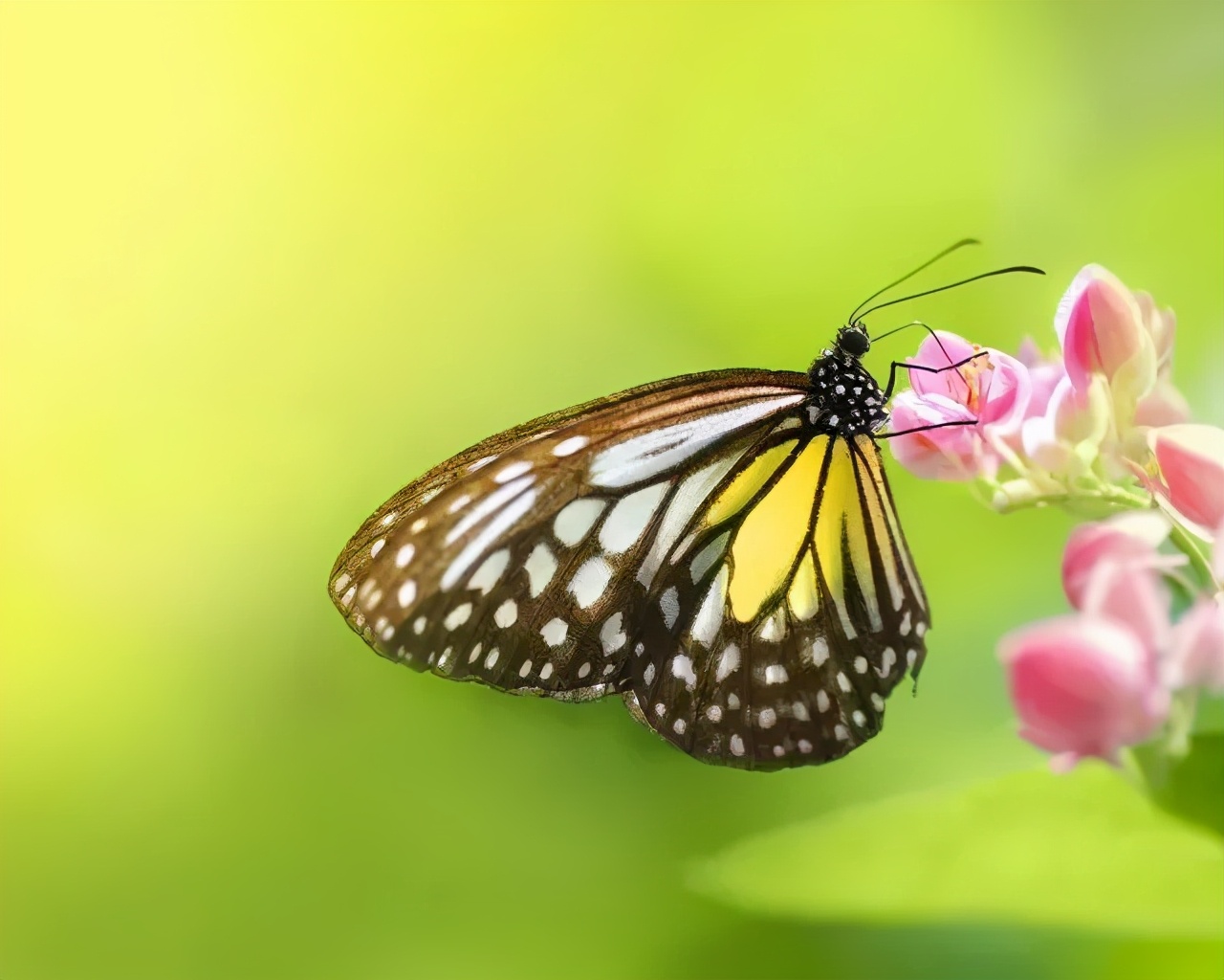 你對(duì)這些觀賞性昆蟲了解多少？