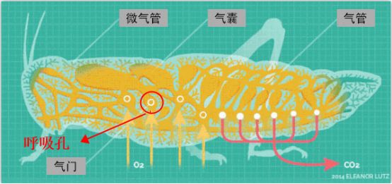 為什么蟑螂碰到洗發(fā)水會(huì)當(dāng)場死亡？
