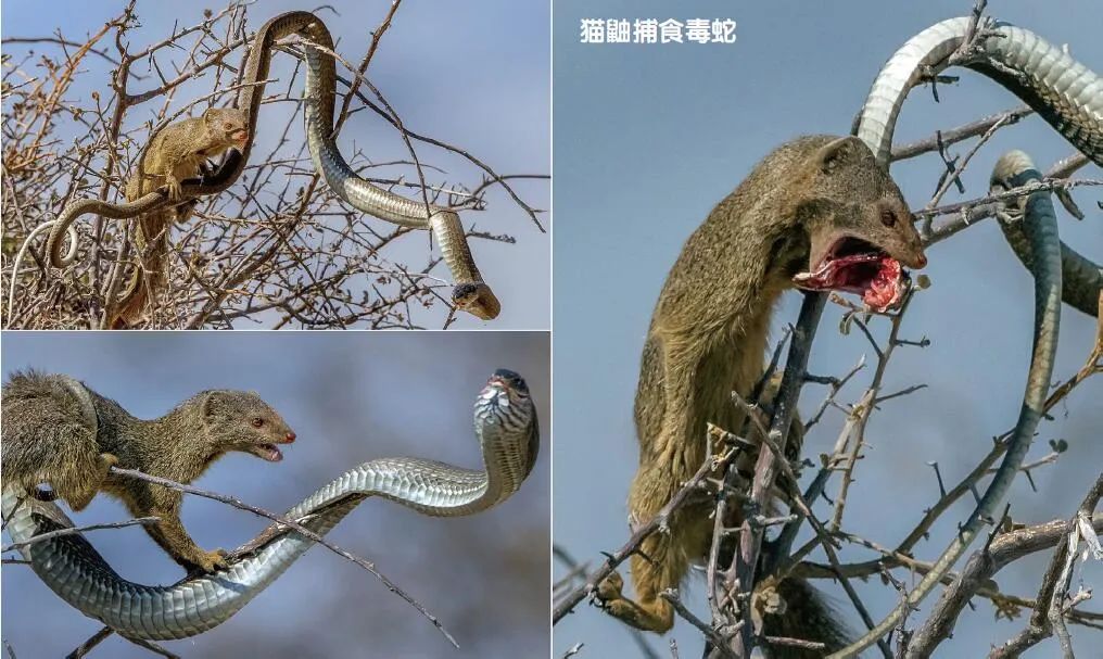 自然界的“解毒大師”中誰最強(qiáng)？